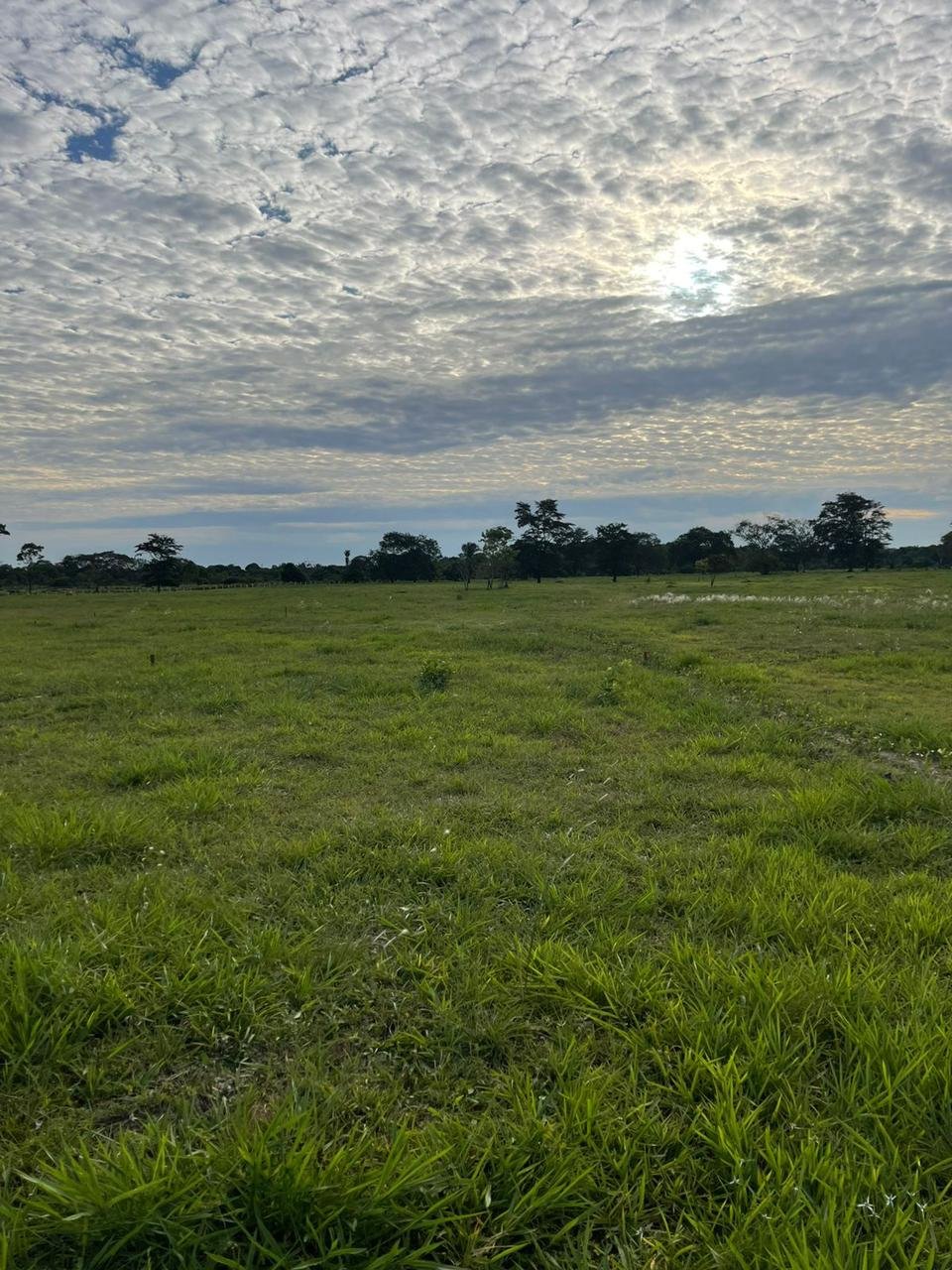 CAMPO BELLO